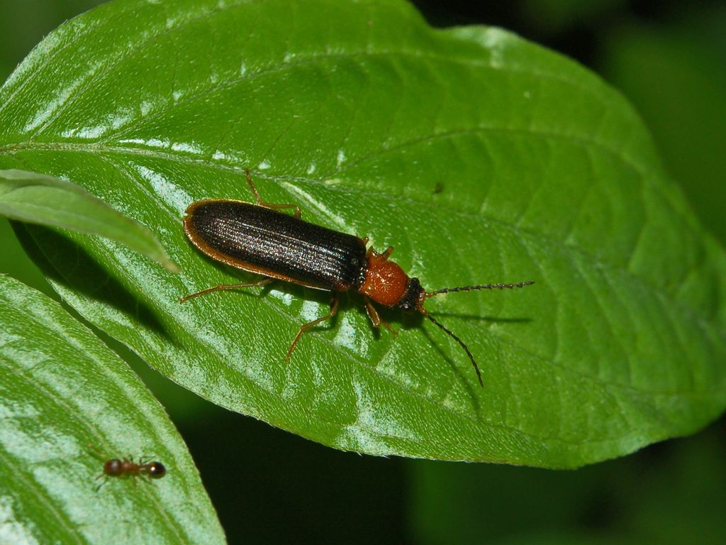 Denticollis linearis (Elateridae)